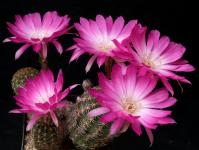Thumbnail of 0723_Lobivia winteriana_20150720_01(1).JPG